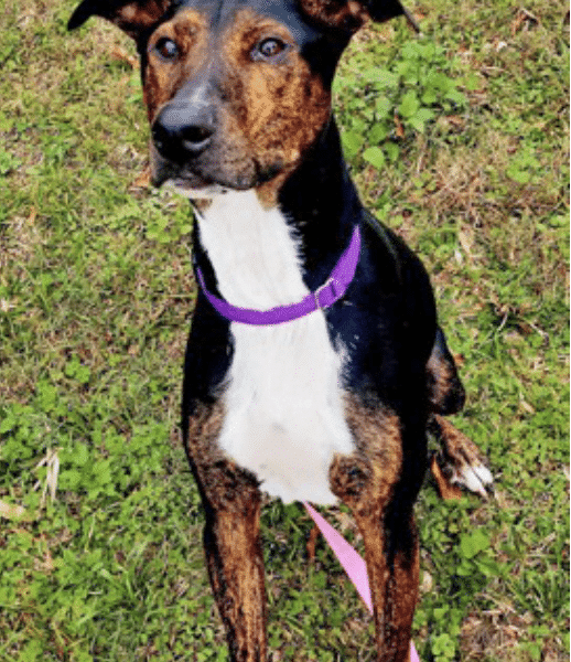 Jo Jo is a brown, wjhite, and black mixed breed available for adoption at Nassau Humane Society in Fernandina Beach, FL near Jacksonville.